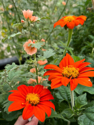 Tithonia 'Torch' et Sphaeralcea 'Childerley' en été sur mon balcon, Paris 19e (75)