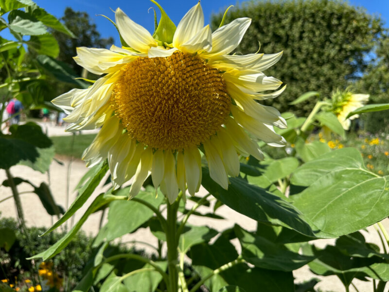 Tournesol ProCut White Lite, Jardin des Plantes, Paris 5e (75)