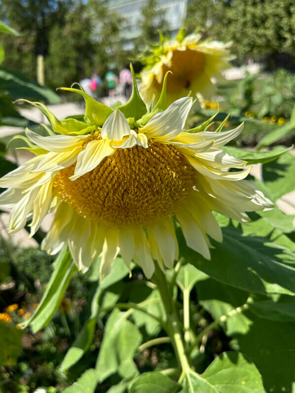 Tournesol ProCut White Lite, Jardin des Plantes, Paris 5e (75)