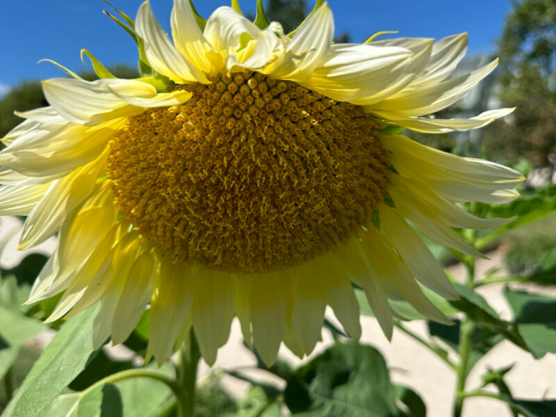 Tournesol ProCut White Lite, Jardin des Plantes, Paris 5e (75)