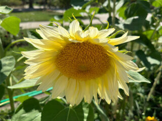 Tournesol ProCut White Lite, Jardin des Plantes, Paris 5e (75)