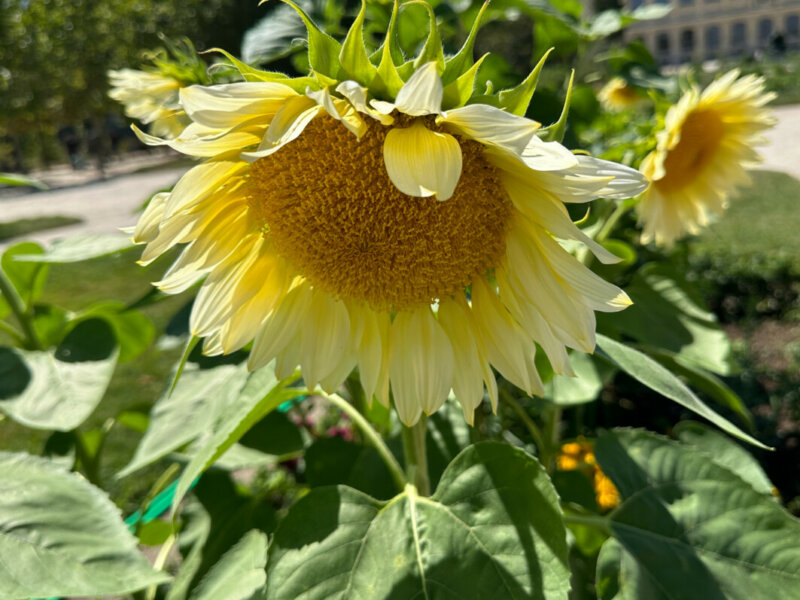 Tournesol ProCut White Lite, Jardin des Plantes, Paris 5e (75)