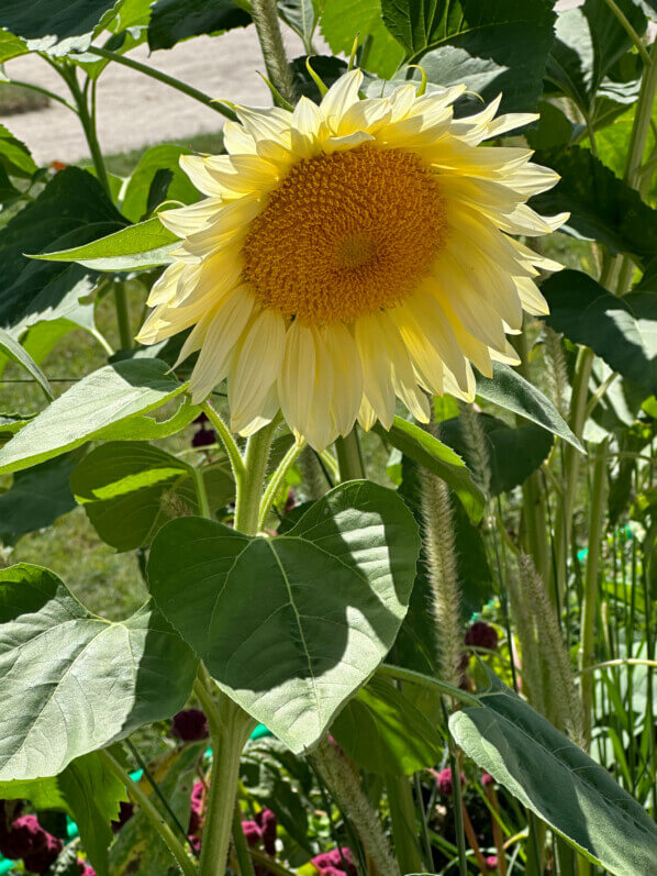 Tournesol ProCut White Lite, Jardin des Plantes, Paris 5e (75)