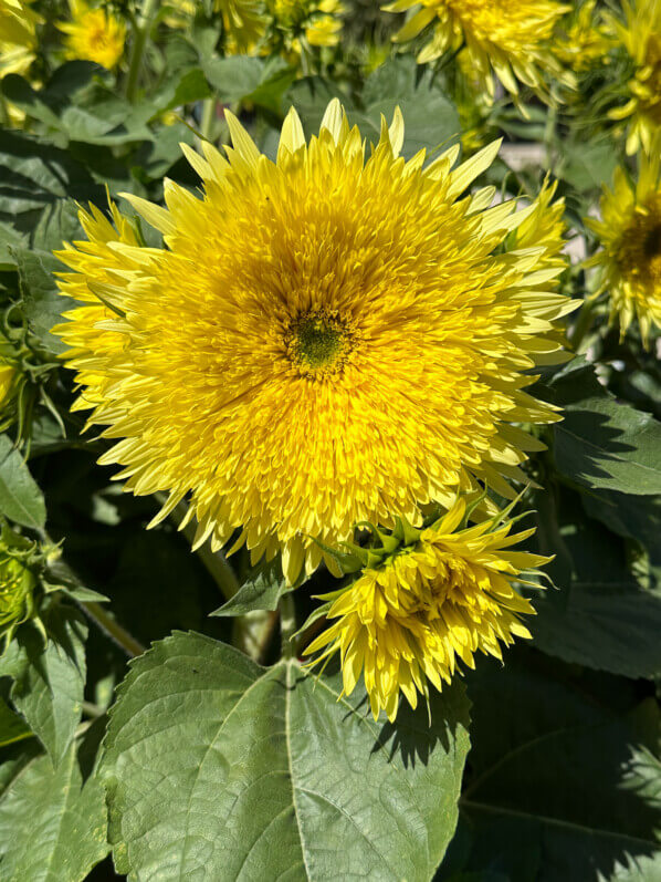 Tournesol en été dans le Jardin des plantes, Paris 5e (75)