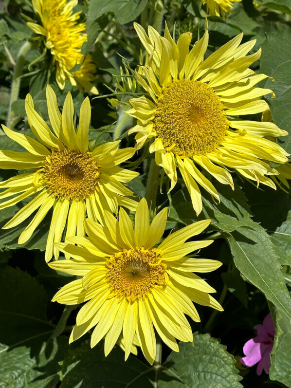 Tournesol en été dans le Jardin des plantes, Paris 5e (75)