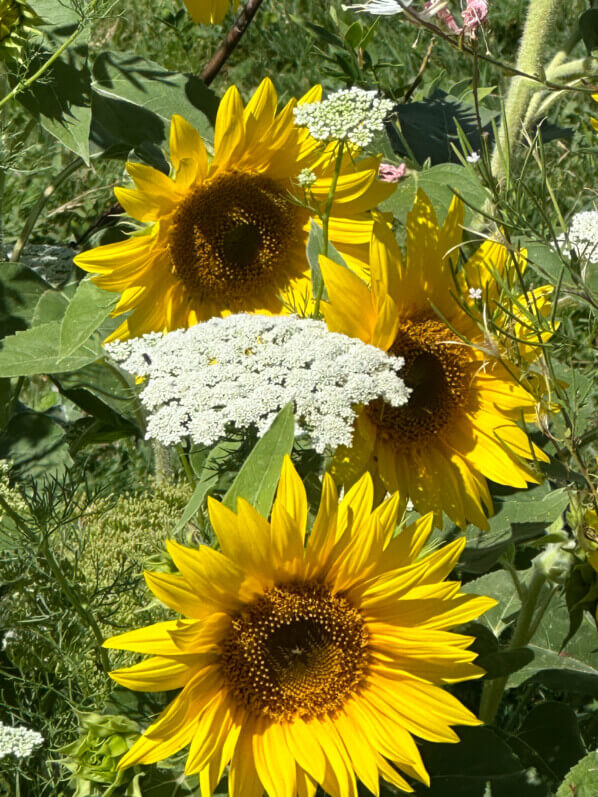 Tournesol en été dans le Jardin des plantes, Paris 5e (75)