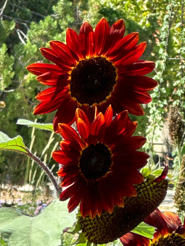 Tournesol en été dans le Jardin des plantes, Paris 5e (75)