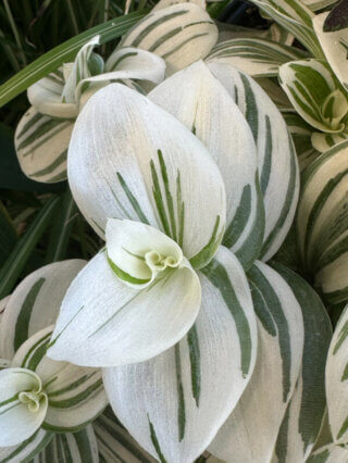 Nouvelles feuilles très blanches de Tradescantia 'Brightness' en été sur mon balcon, Paris 19e (75)