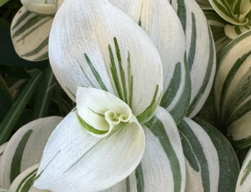 Panachure blanche très accentuée pour Tradescantia ‘Brightness’