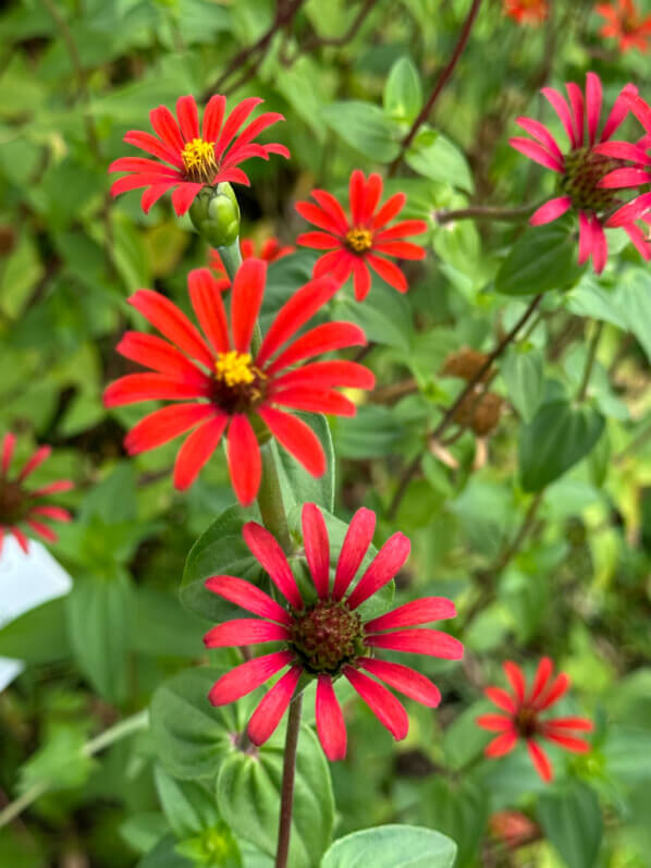 Zinnia, École Du Breuil, Paris 12e (75)