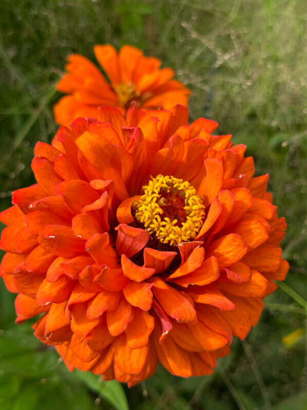 Zinnia, École Du Breuil, Paris 12e (75)