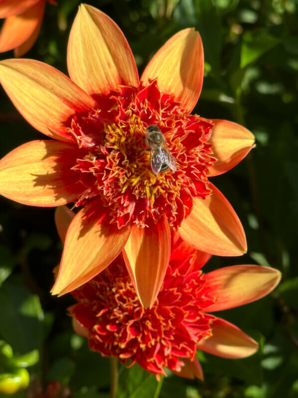 Abeille butinant une fleur de dahlia