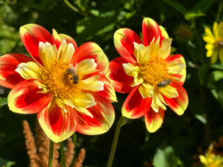 Abeille butinant une fleur de dahlia