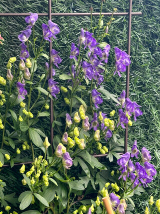 Aconit grimpant (Aconitum austroyunnanense) en été sur mon balcon, Paris 19e (75)