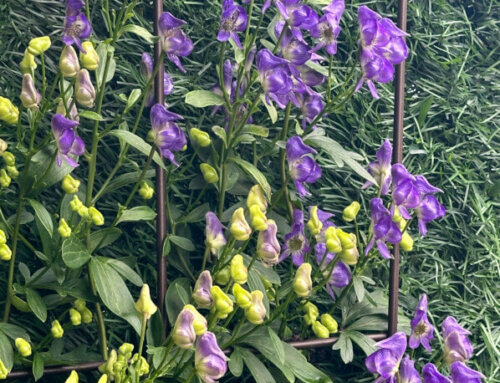 De plus en plus de fleurs sur mon aconit grimpant (Aconitum austroyunnanense)