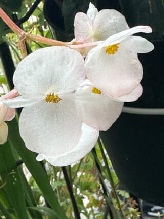 Fleurs du Begonia Dragon Wing blanc en été sur mon balcon, Paris 19e (75)