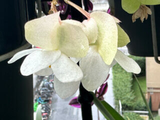 Fleurs du Begonia Dragon Wing blanc en été sur mon balcon, Paris 19e (75)