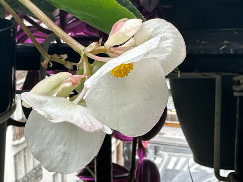 Fleurs du Begonia Dragon Wing blanc en été sur mon balcon, Paris 19e (75)