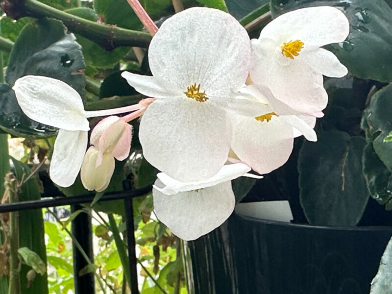 Fleurs du Begonia Dragon Wing blanc en été sur mon balcon, Paris 19e (75)