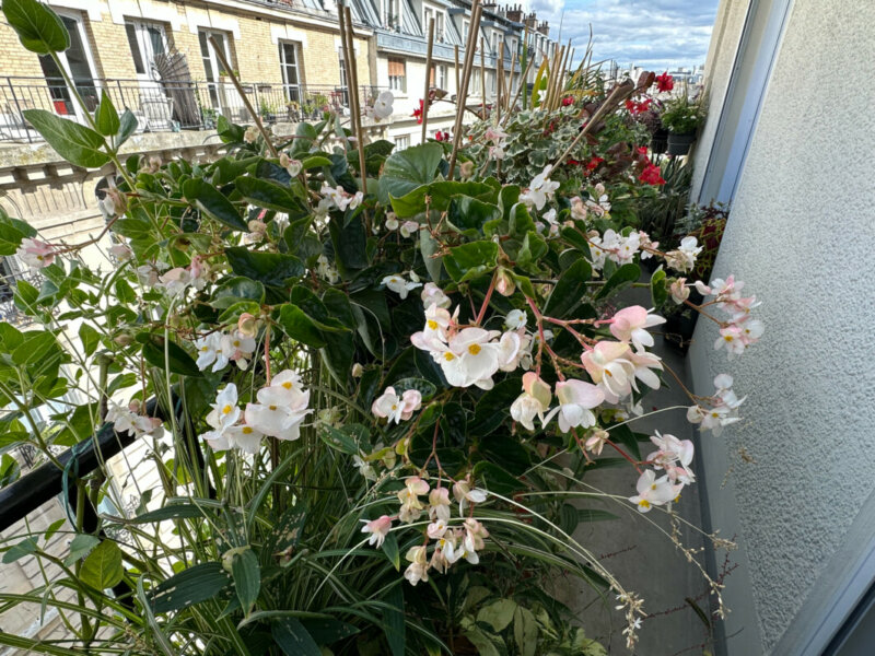 Begonia Dragon Wing à fleurs blanches en été sur mon balcon, Paris 19e (75)