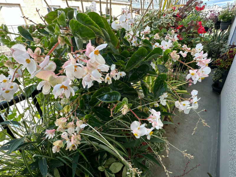 Begonia Dragon Wing à fleurs blanches en été sur mon balcon, Paris 19e (75)