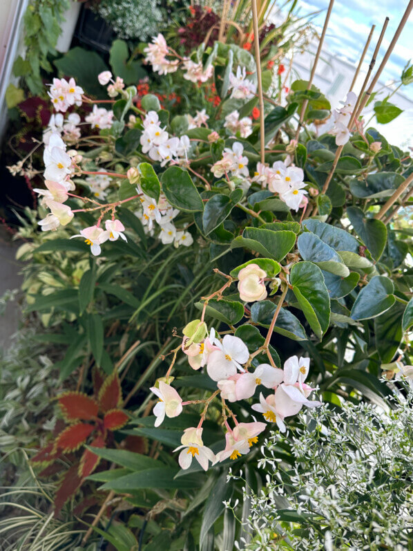 Begonia Dragon Wing à fleurs blanches en été sur mon balcon, Paris 19e (75)