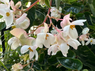 Begonia Dragon Wing à fleurs blanches en été sur mon balcon, Paris 19e (75)