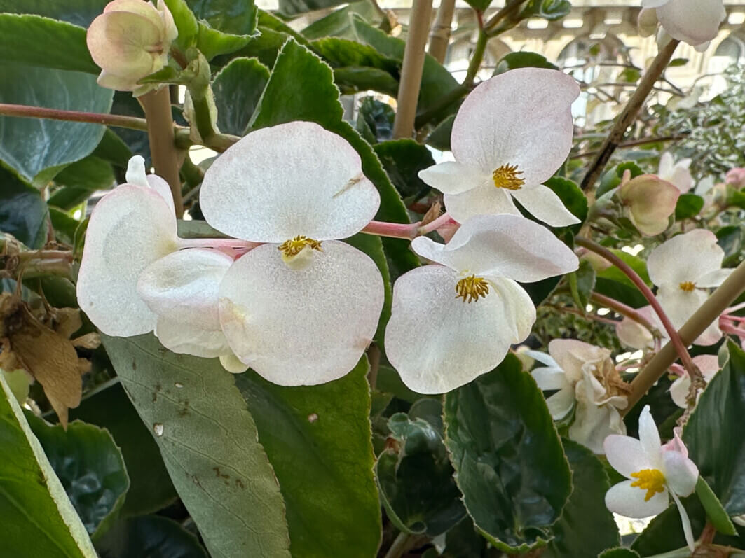 Begonia Dragon Wing à fleurs blanches en été sur mon balcon, Paris 19e (75)