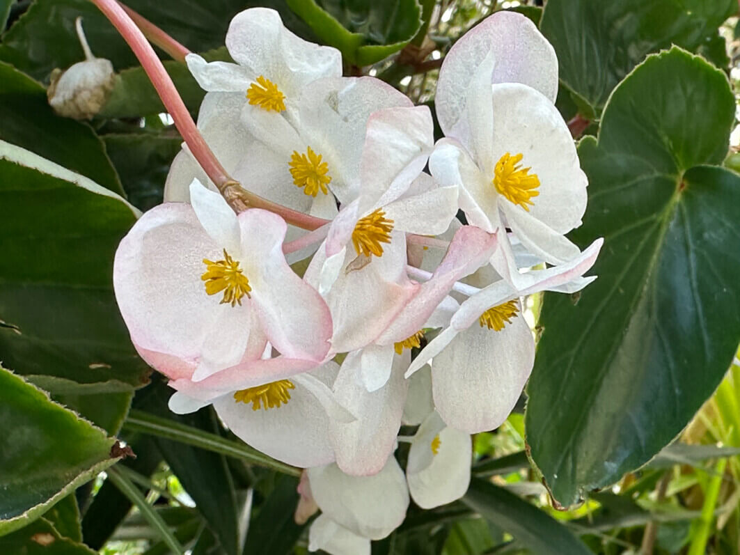 Begonia Dragon Wing à fleurs blanches en été sur mon balcon, Paris 19e (75)