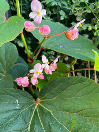 Begonia 'Torsa' en fin d'été sur mon balcon, Paris 19e (75)