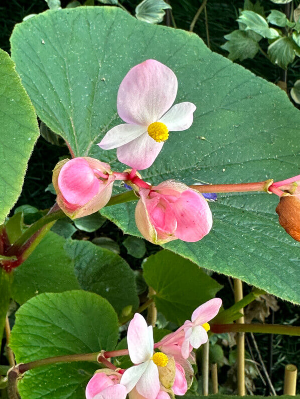 Begonia 'Torsa' en fin d'été sur mon balcon, Paris 19e (75)