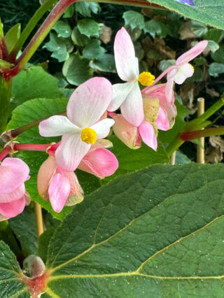 Begonia 'Torsa' en fin d'été sur mon balcon, Paris 19e (75)