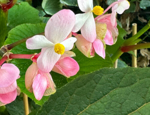 Floraison et feuillage opulent pour mon bégonia ‘Torsa’