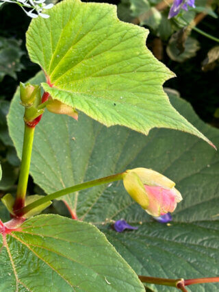 Begonia 'Torsa' en fin d'été sur mon balcon, Paris 19e (75)