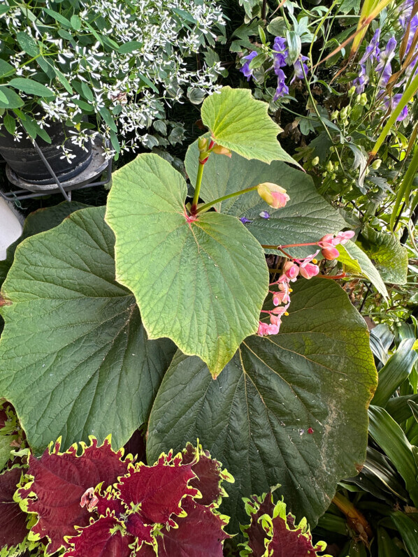 Begonia 'Torsa' en fin d'été sur mon balcon, Paris 19e (75)