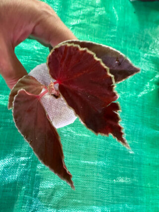 Begonia darthvaderiana, plante d'intérieur, terrarium, Paris 19e (75)