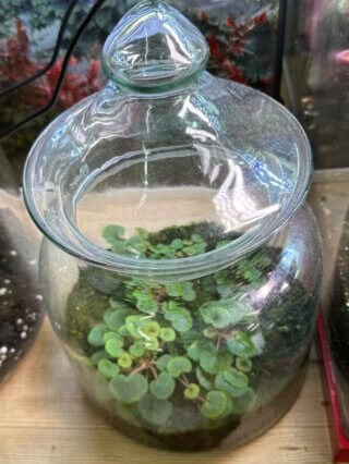 Begonia hoehneana, plante d'intérieur, terrarium, Paris 19e (75)