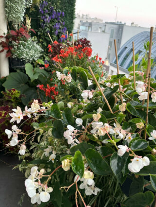 Bégonia, diascia, euphorbe et aconit bien fleuris en fin d'été sur mon balcon, Paris 19e (75)