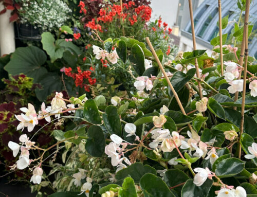 Balcon toujours très fleuri à l’approche de l’automne