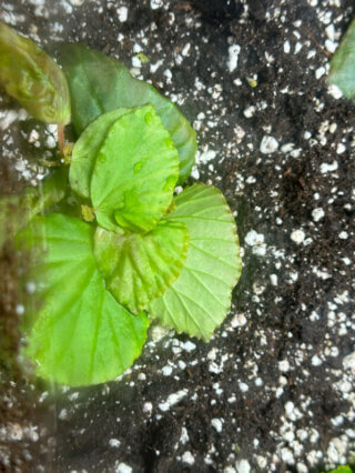 Begonia, plante d'intérieur, terrarium, Paris 19e (75)