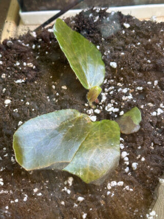 Begonia, plante d'intérieur, terrarium, Paris 19e (75)