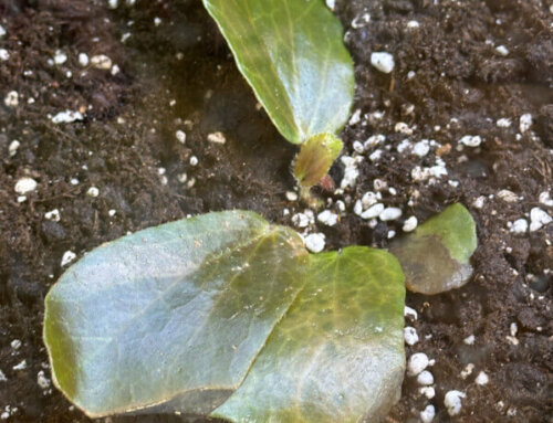 Bégonias à feuillage noir en principe mais pourtant bien vert