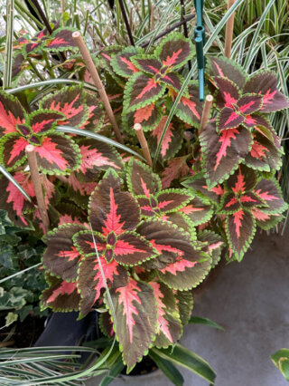 Coleus (Solenostemon) en été sur mon balcon, Paris 19e (75)