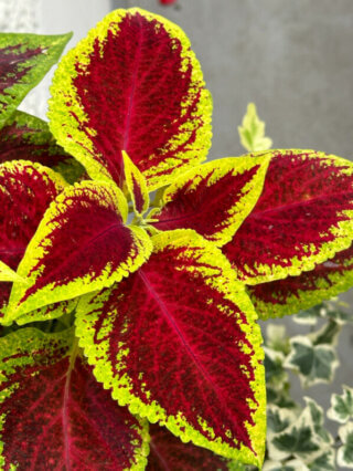 Coleus (Solenostemon) en été sur mon balcon, Paris 19e (75)