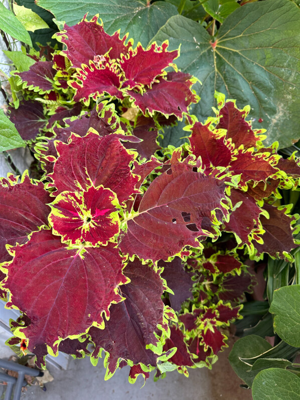 Coleus (Solenostemon) en été sur mon balcon, Paris 19e (75)