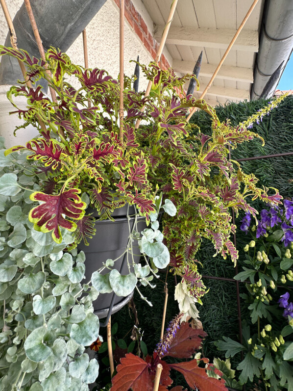 Coleus (Solenostemon) en été sur mon balcon, Paris 19e (75)