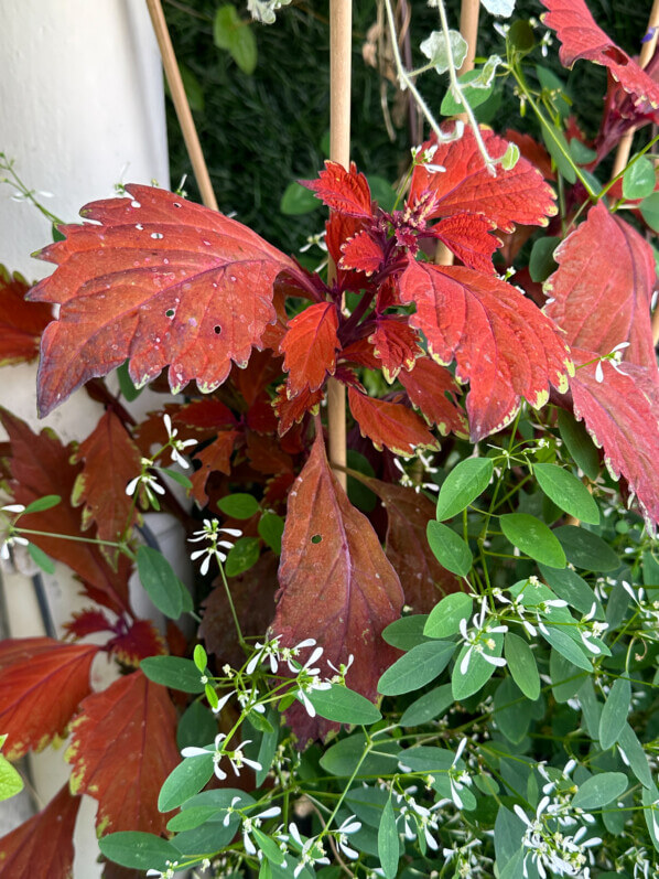 Coleus (Solenostemon) en été sur mon balcon, Paris 19e (75)