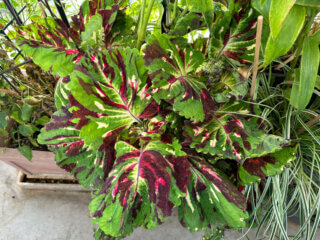 Coleus (Solenostemon) en été sur mon balcon, Paris 19e (75)