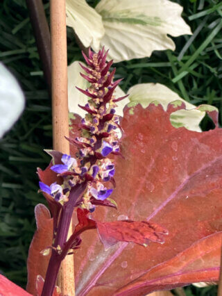 Coleus (Solenostemon) en été sur mon balcon, Paris 19e (75)