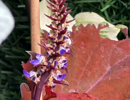 Belles couleurs pour la floraison de ce coléus